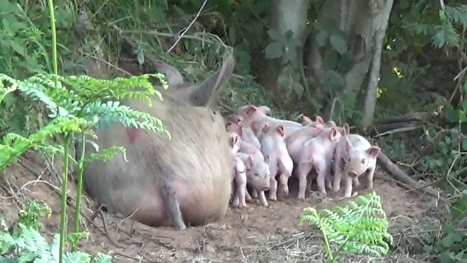 ▲▼母豬和小豬。（圖／翻攝自Facebook／Brinsley Animal Rescue）