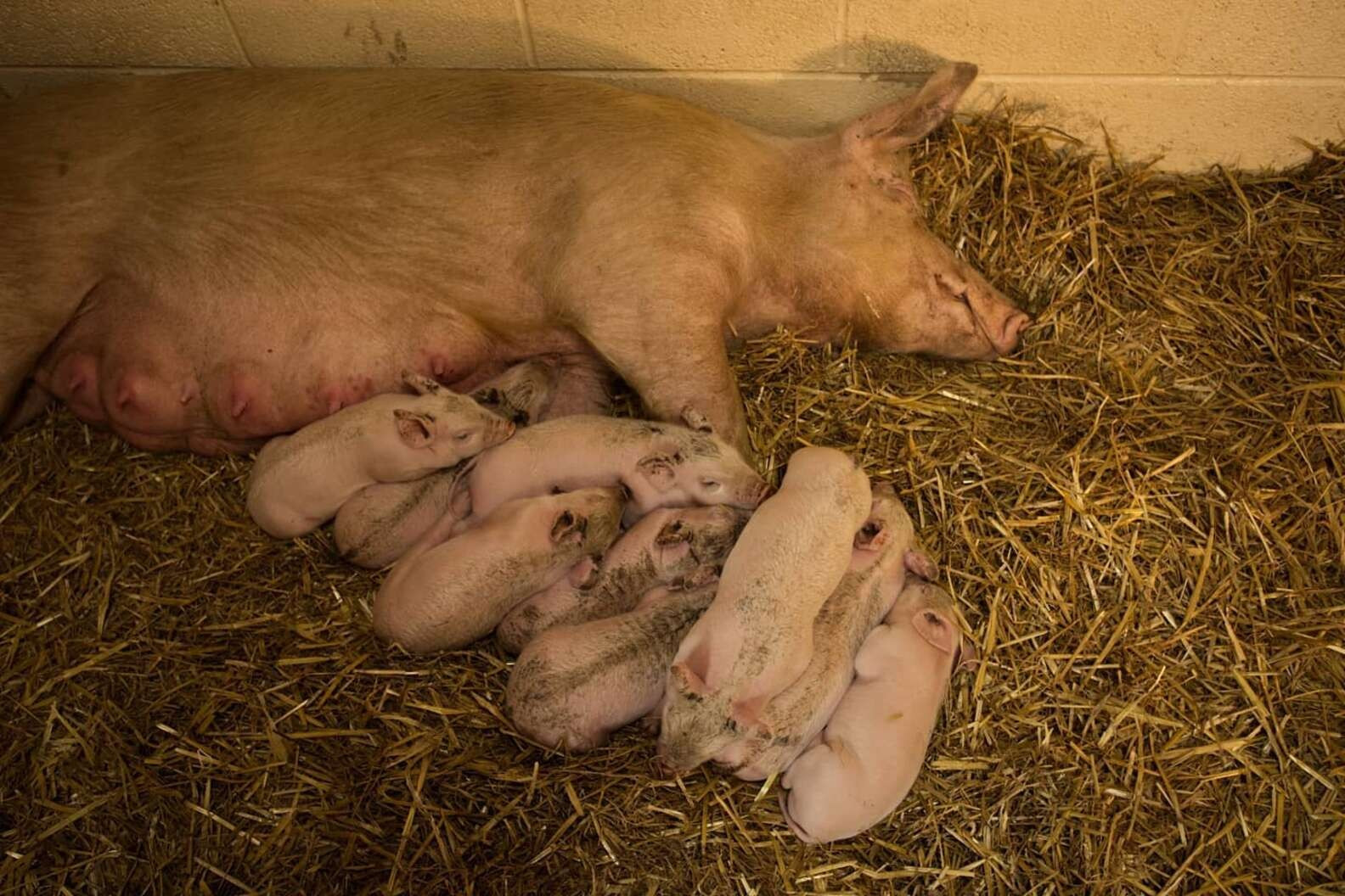 ▲▼母豬和小豬。（圖／翻攝自Facebook／Brinsley Animal Rescue）