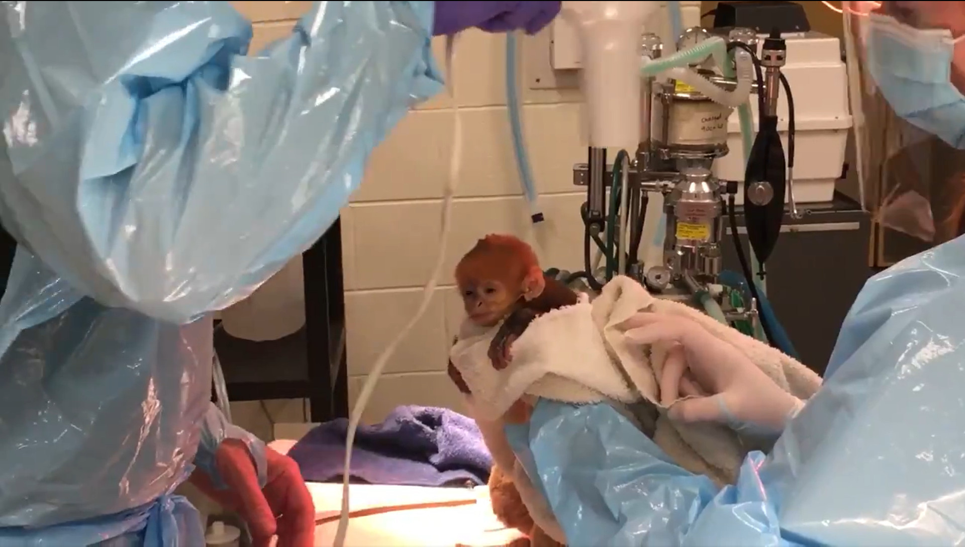 ▲▼ 該物種第一隻培育的小猴子出生。（圖／翻攝自twitter／@phillyzoo）