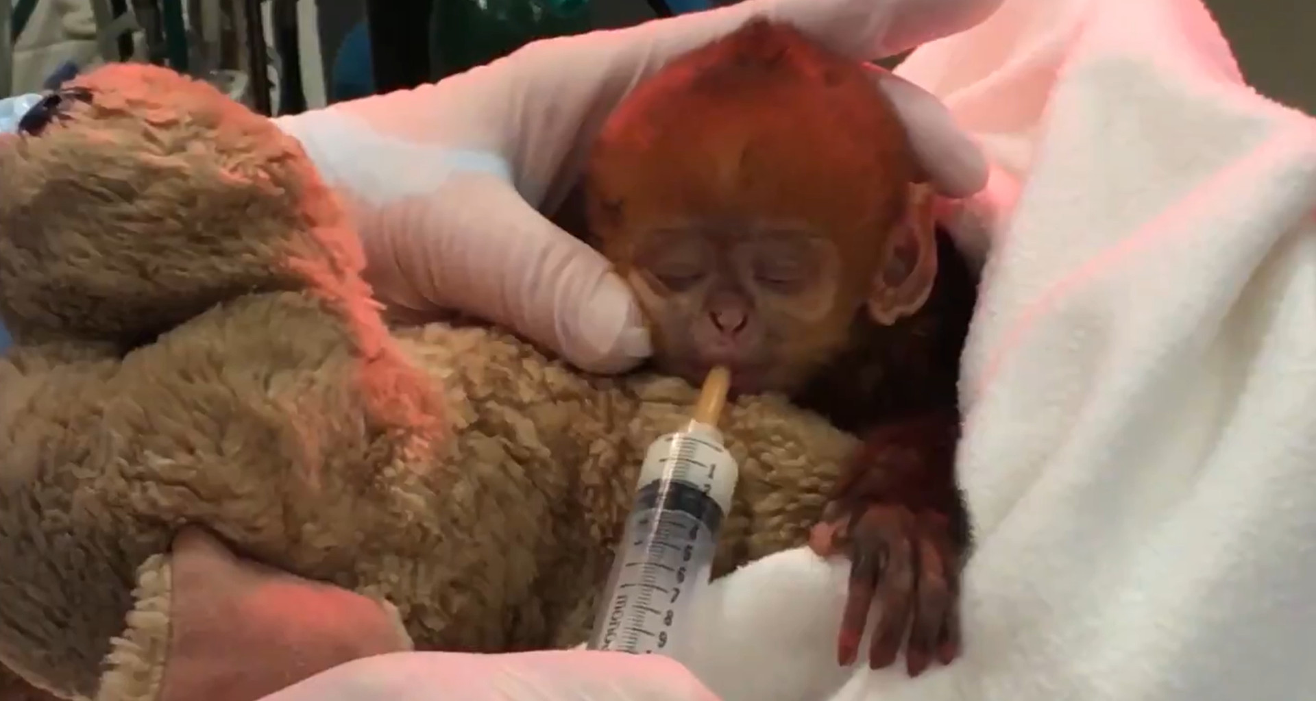 ▲▼ 該物種第一隻培育的小猴子出生。（圖／翻攝自twitter／@phillyzoo）