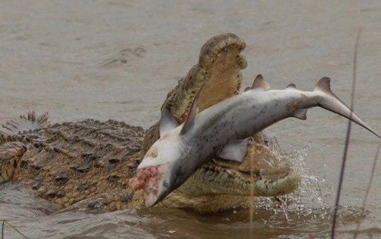 ▲▼鱷魚吃小鯊魚。（圖／翻攝自Instagram／markziephoto）