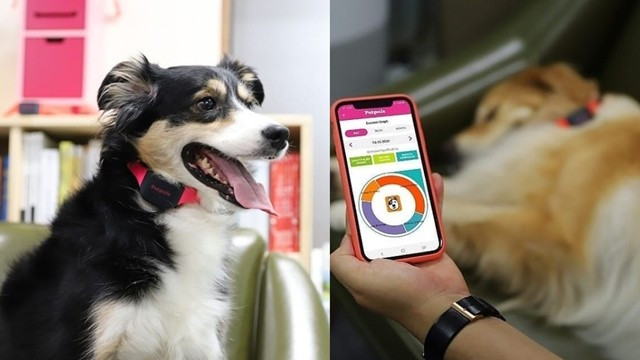 ▲▼韓國新創公司開發「人工智慧項圈」，能讀懂狗狗五種情緒。（圖／翻攝自Instagram／@petpuls_us）