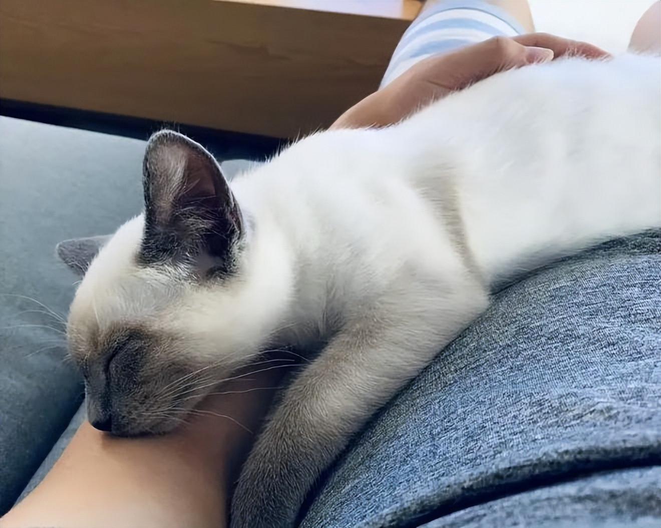 貓咪為什麼喜歡睡在主人的胸口呢？