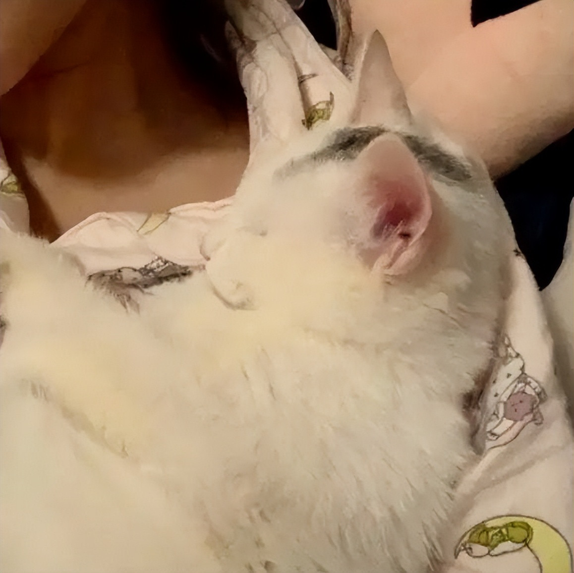 貓咪為什麼喜歡睡在主人的胸口呢？