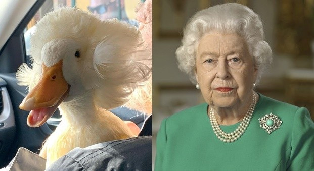 ▲▼鴨鴨和英國女王。（圖／翻攝自達志影像、IG／@mypetducks）