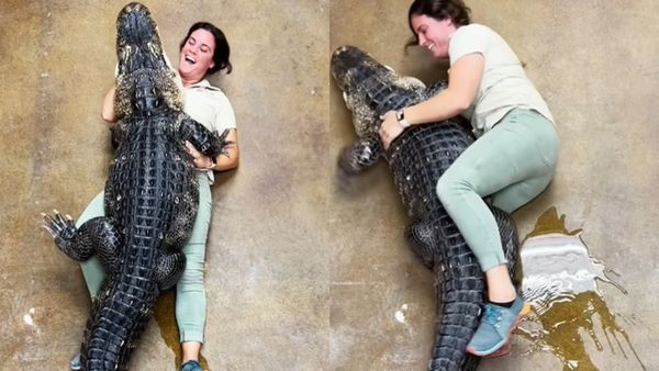 鱷魚壓倒飼育員「噴出一大灘」！驚險影片吸萬讚　網納悶：她怎麼這麼嗨