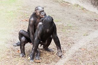 ▲動物知道家的答案 倭黑猩猩。（圖／翻攝自WIKI）