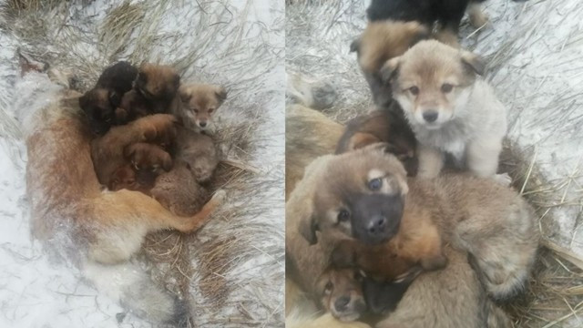 ▲▼俄羅斯狗媽媽抱著7隻狗寶貝，活活被凍死。（圖／翻攝自Instagram／@homeless_dog_krsk）