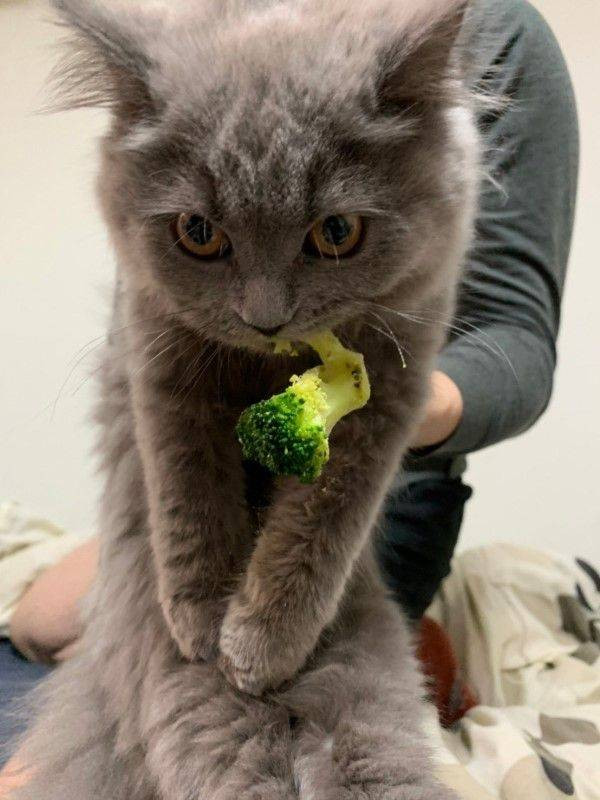 貓貓偷吃西藍花被抓現場，咬住不放：我的