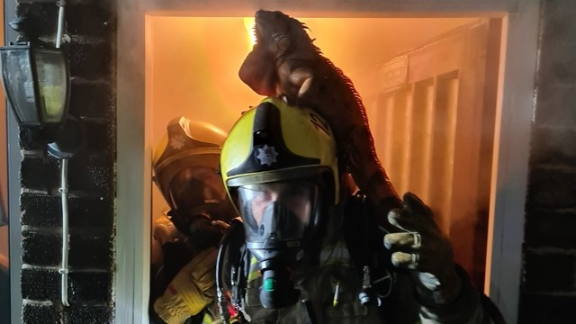 ▲▼鬣蜥躍上消防員安全帽，搭順風車逃離火場。（圖／翻攝自Twitter／@northantsfire）