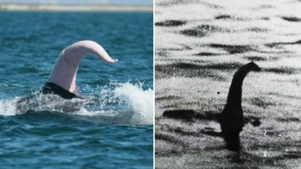 「180公分的鯨魚生殖器」被誤認成尼斯湖水怪？流傳一世紀的傳說被推翻