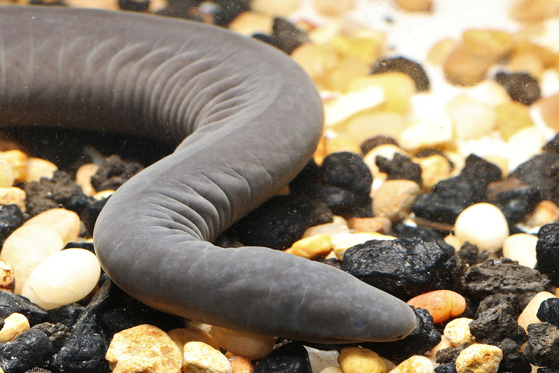 ▲▼佛羅里達發現俗稱陰莖蛇的動物caecilian。（圖／翻攝自floridamuseum）