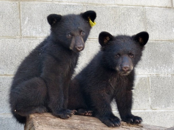 ▲小熊Jordan和Athena。（圖／翻攝自North Island Wildlife Recovery Centre）