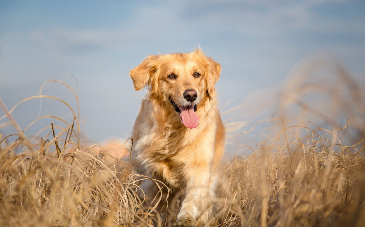盤點五種最長壽的狗狗，能陪你更久，看看有沒有你家的？