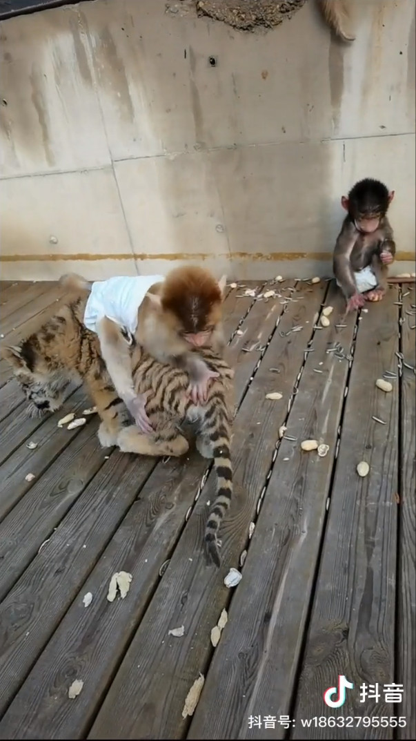 ▲▼小猴子跟小老虎一起玩。（圖／抖音/衡水野生动物园）