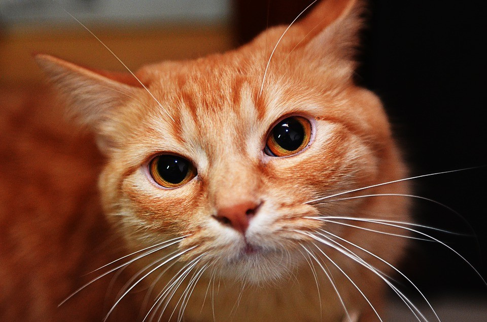 橘貓。（圖／CC0圖庫／Pixabay）