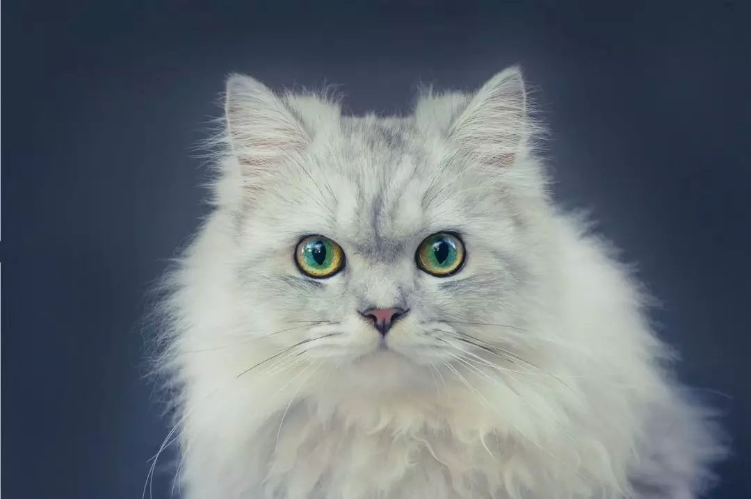 貓貓的眼睛為什麼是彩色的？