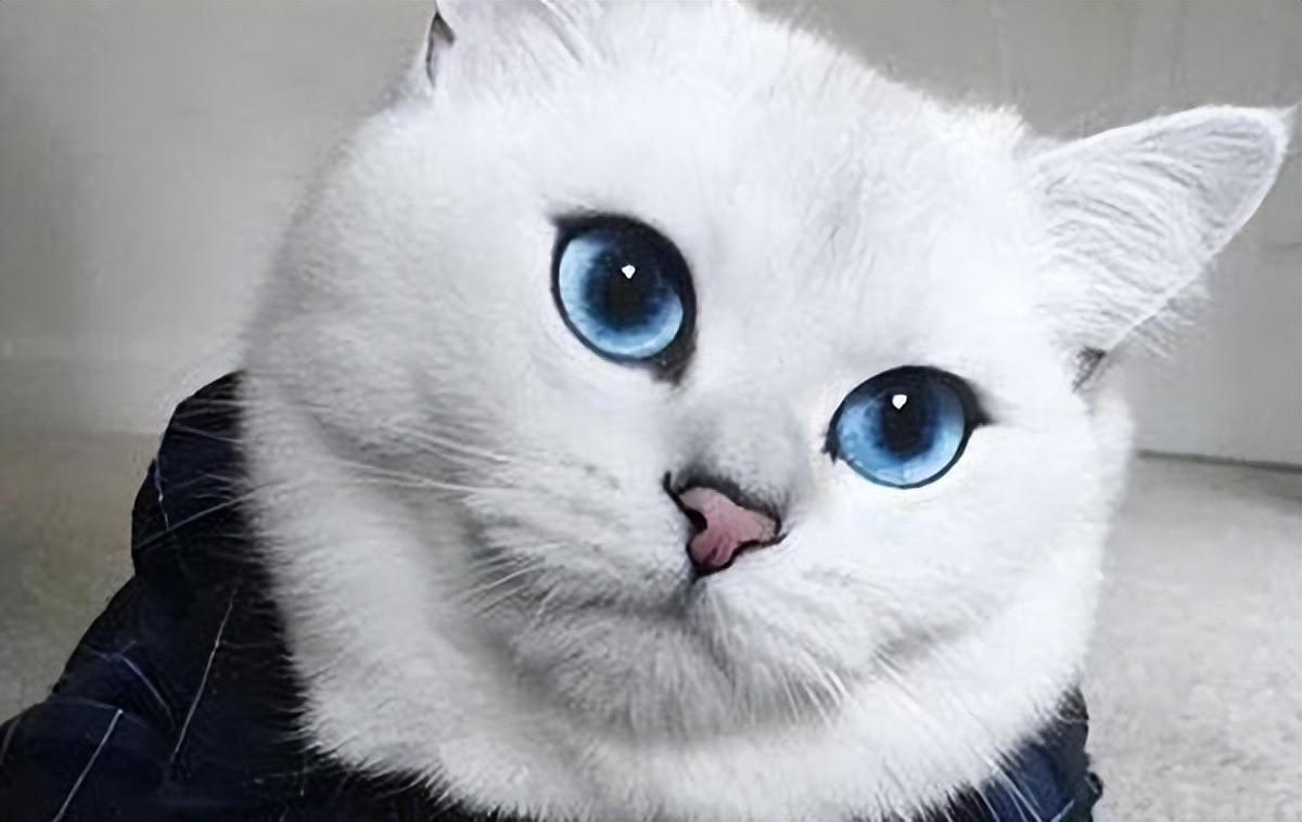 貓貓的眼睛為什麼是彩色的？