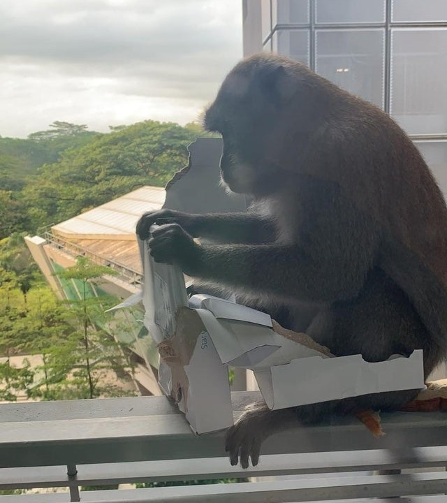 ▲▼新加坡南洋理工大學學生平板電腦遭猴子搶去狂啃。（圖／翻攝自reddit）