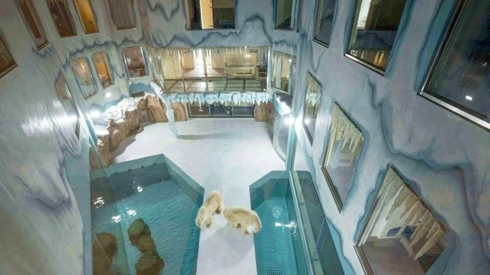 ▲▼北極熊旅館。（圖／翻攝自微博）