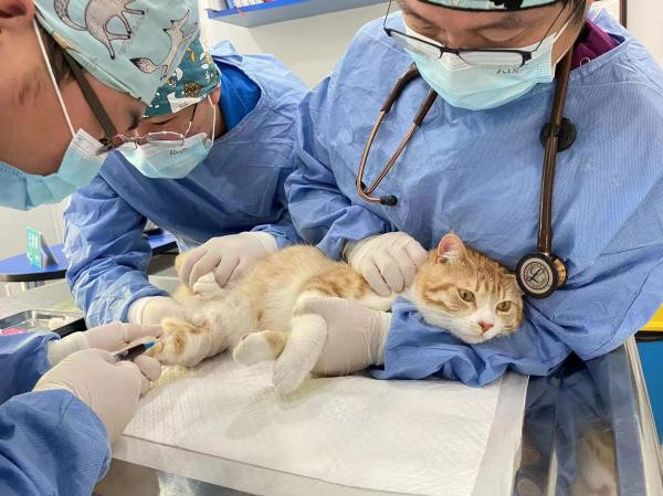 留守寵物醫院照顧115隻貓狗！ 台灣獸醫師：上海是座有愛的城市