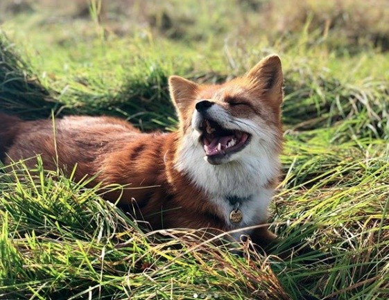 ▲▼一隻狐狸差點被做成皮外套，一名男子霸氣解救。（圖／翻攝自Instagram／woody_the_fox）