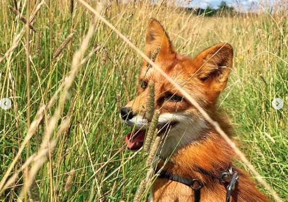 ▲▼一隻狐狸差點被做成皮外套，一名男子霸氣解救。（圖／翻攝自Instagram／woody_the_fox）