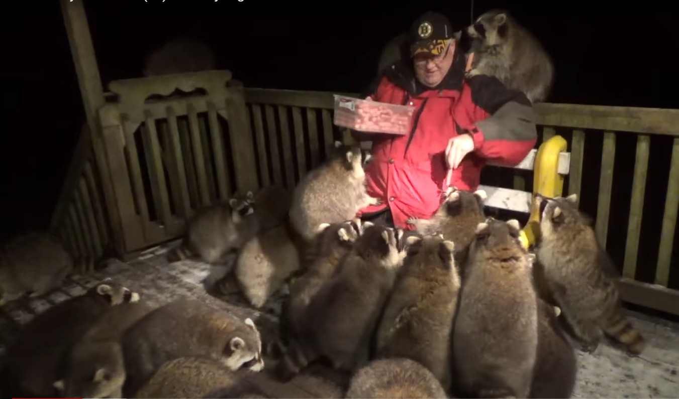 ▲▼加拿大有位男子po「拿熱狗餵25隻浣熊」的影片，引起網友瘋傳。（圖／翻攝自YouTube／James Blackwood - Raccoon Whisperer）