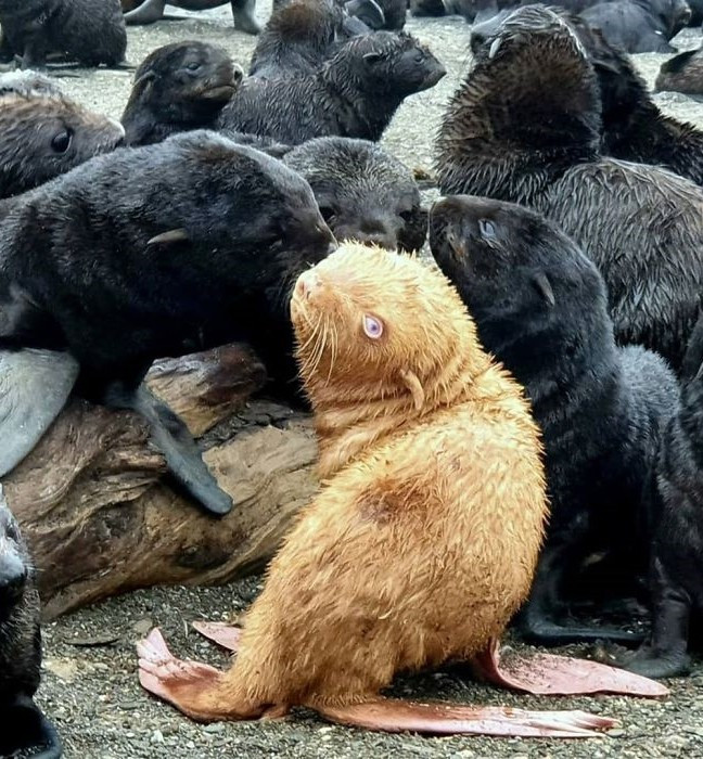 ▲▼俄羅斯海岸發現「白化症海豹」，生物學家憂因外貌被排擠。（圖／翻攝自Instagram／bigdaddivladi）