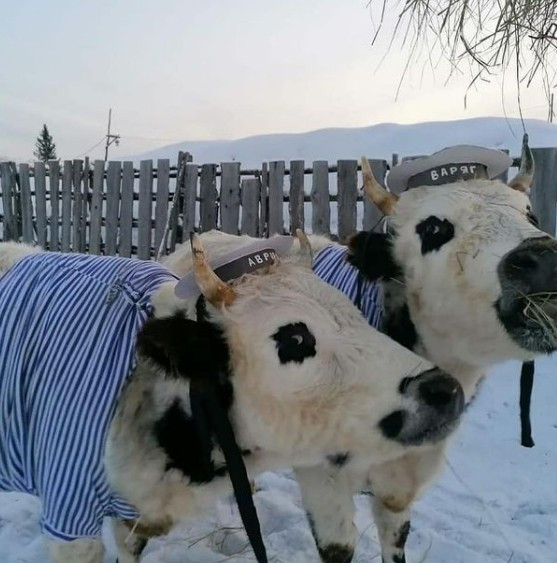 ▲▼俄羅斯村莊牛牛選美大賽。（圖／翻攝自Instagram／pototskayaelena）