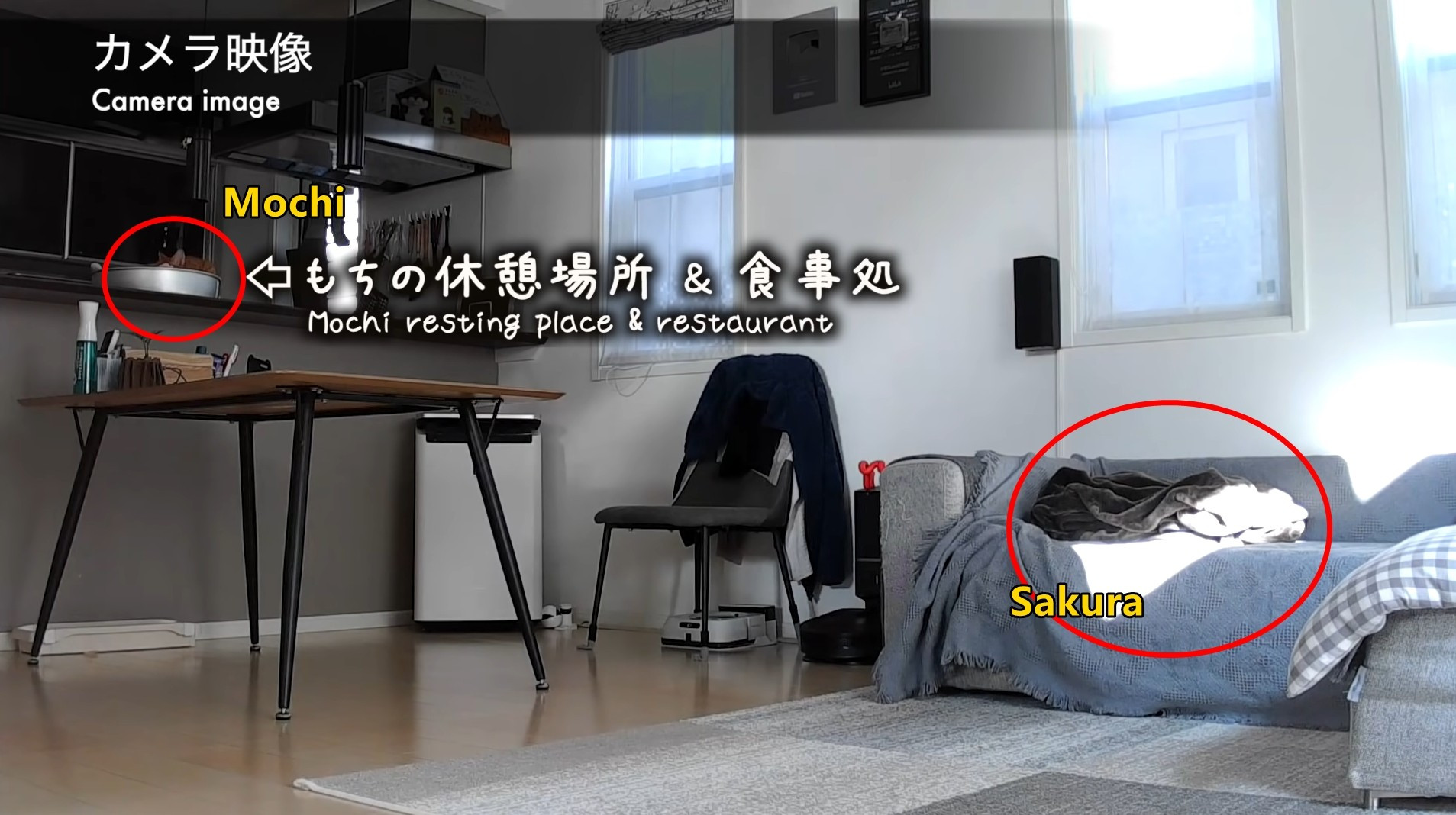 ▲▼水瀨與貓。（圖／翻攝自YouTube／ma ko）