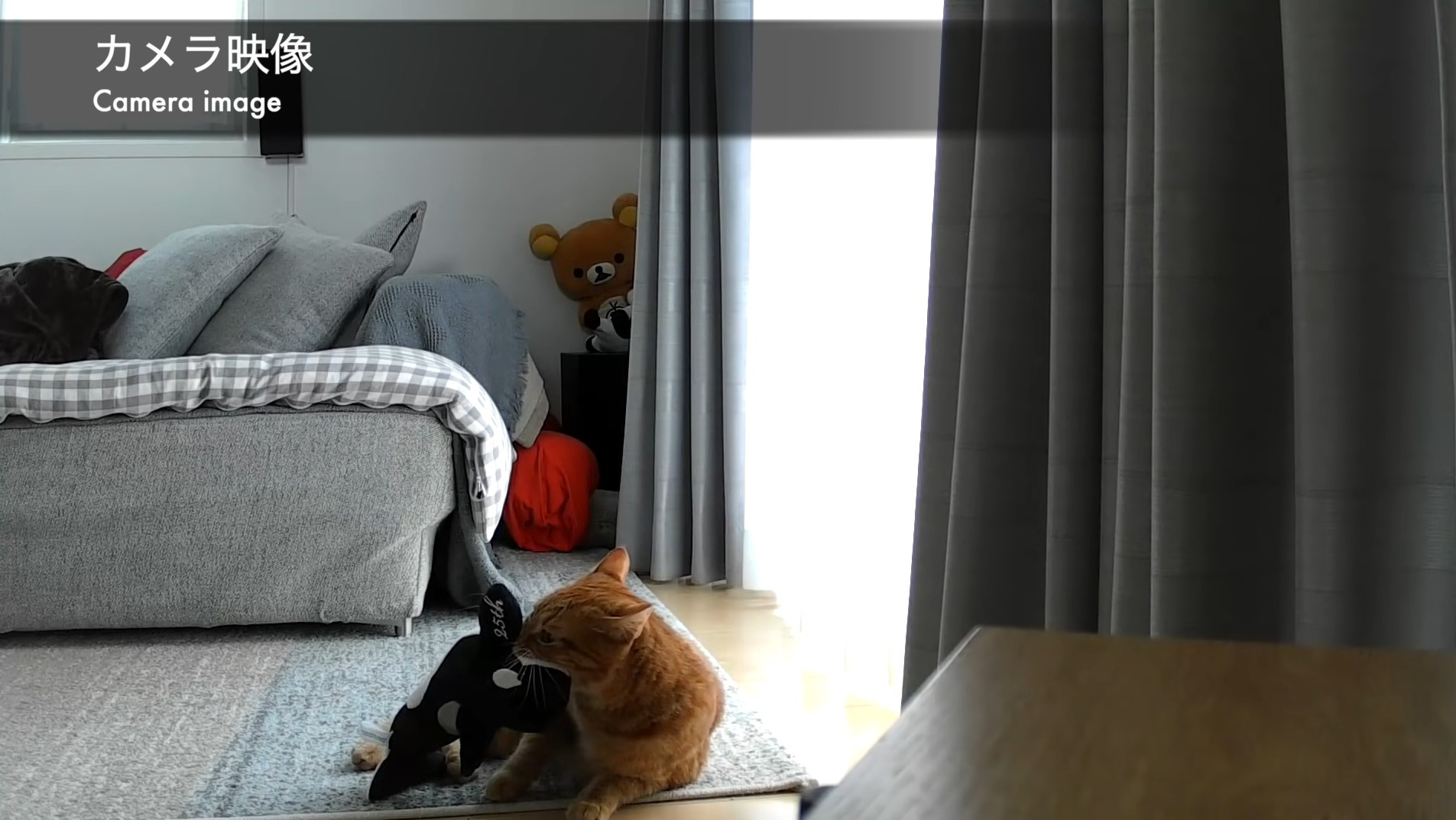 ▲▼水瀨與貓。（圖／翻攝自YouTube／ma ko）
