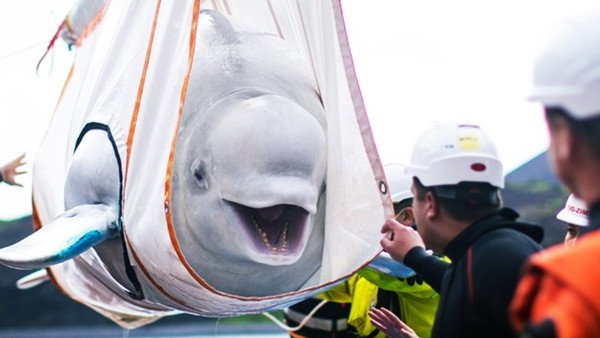 兩歲被抓「表演雜耍10年」！水族館答應放了白鯨兄妹，看到海牠們露出燦笑