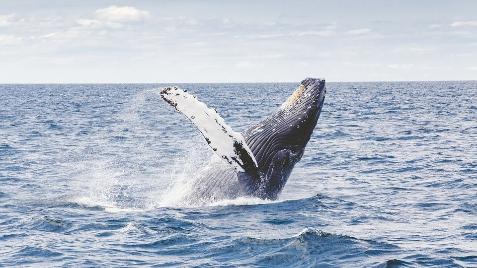 ▲▼座頭鯨。（圖／取自pixabay）