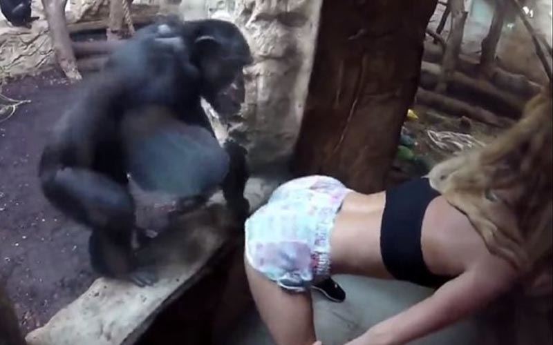 外國辣妹對著黑猩猩大抖跳艷舞， 結果牠「超反應…」讓大家都笑了