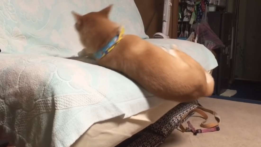 ▲▼柴犬睡到一半掉下沙發（圖／翻攝自YouTube／kota2ann）